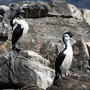 Black-faced Cormorant