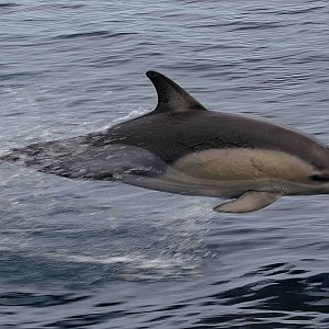 Common Dolphin