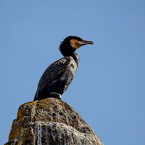 Great Cormorant