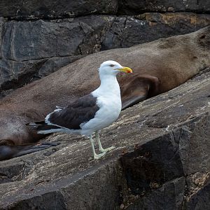 Kelp Gull