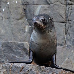 New Zealand Fur Seal