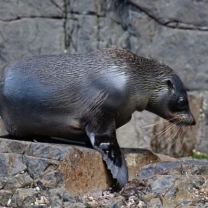 New Zealand Fur Seal