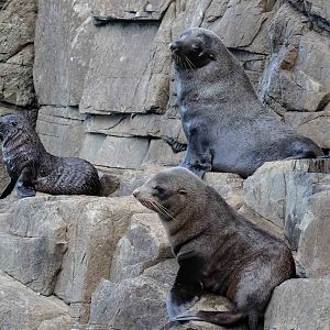 New Zealand Fur Seals