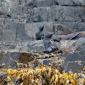 New Zealand Fur Seals