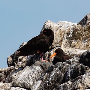 Sooty Oystercatchers
