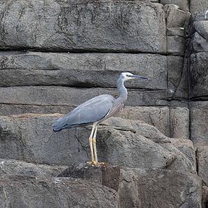 White-faced Heron