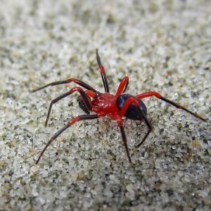 Red-and-Black Spider