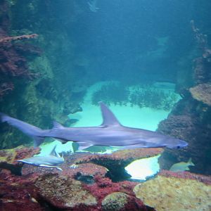 Tank with hammerhead sharks - 10th floor