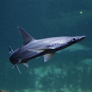 bonnethead (Sphyrna tiburo)