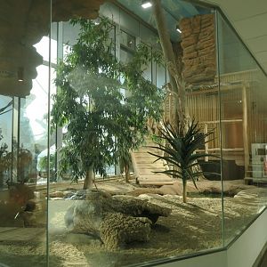 Komodo dragon  - 9th floor