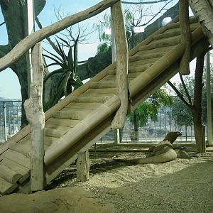 Komodo dragon with a view - 9th floor