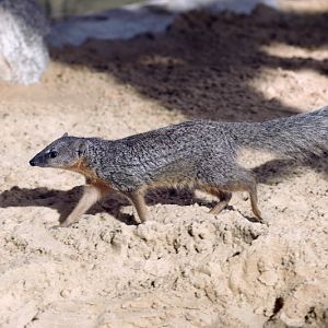 Northern narrow-striped mongoose (Mungotictis decemlineata decemlineata)