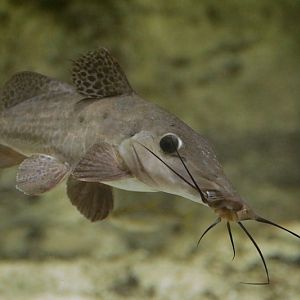 Giraffe Catfish (Auchenoglanis wittei)