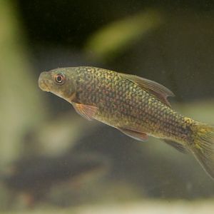 harlequin sharkminnow (Labeo cyclorhynchus)