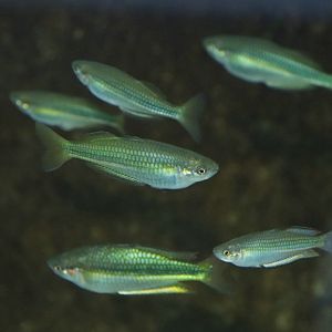 Crimson-spotted rainbowfish (Melanotaenia duboulayi)