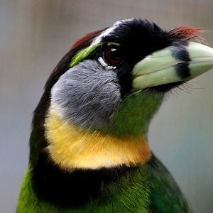 Fire-tufted Barbet (Psilopogon pyrolophus)