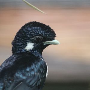 Sulawesi Myna (Basilornis celebensis)