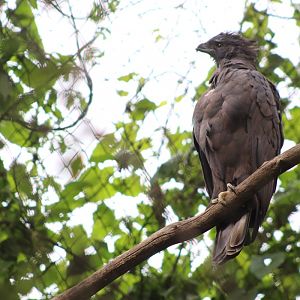 Black Eagle (Ictinaetus malaiensis)