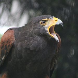 Harris's Hawk (Parabuteo unicinctus)