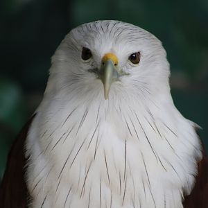 Brahminy Kite (Haliastur indus intermedius)