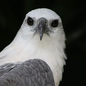 White-bellied Sea-eagle (Haliaeetus leucogaster)