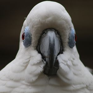 Blue-eyed Cockatoo (Cacatua ophthalmica)