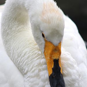 Whooper Swan (Cygnus cygnus)