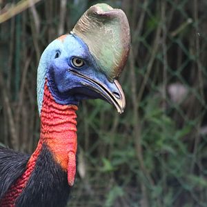 Northern Cassowary (Casuarius unappendiculatus rufotinctus)