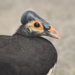 Maleo (Macrocephalon maleo)