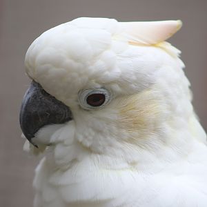 Citron-crested Cockatoo (Cacatua citrinocristata)