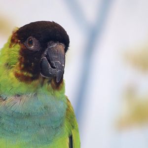 Nanday Parakeet (Aratinga nenday)