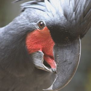 Palm Cockatoo (Probosciger aterrimus)