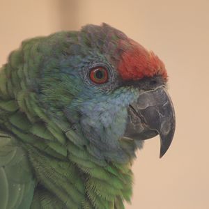 Northern Festive Amazon (Amazona bodini)