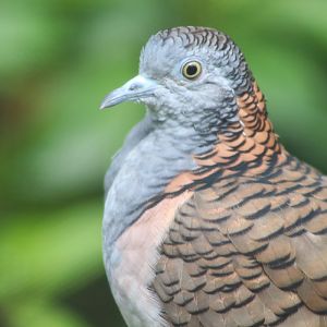 Bar-shouldered Dove (Geopelia humeralis)