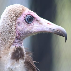 Hooded Vulture (Necrosyrtes monachus)