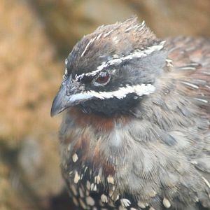 Madagascar Partridge (Margaroperdix madagarensis)