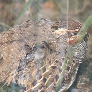 Jungle Bush-quail (Perdicula asiatica)