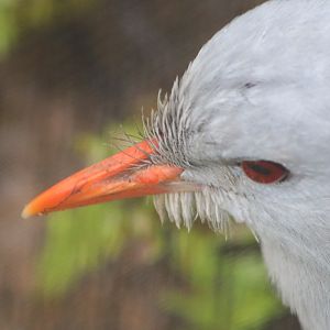 Kagu (Rhynochetos jubatus)