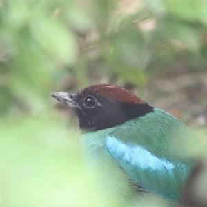 Western Hooded Pitta (Pitta sordida cucullata)