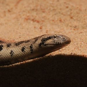 Tartar sand boa (Eryx tataricus) in the Gobi exhibit