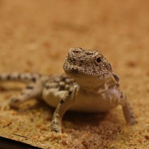Sunwatcher toadhead agama (Phrynocephalus helioscopus varius) in the Gobi exhibit