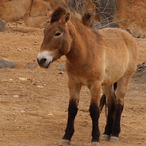 Przewalski´s horse (Equus przewalskii) in the new Gobi exhibit