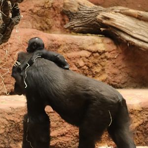 Lowland gorillas  (Gorilla gorilla gorilla) Mobi and Duni in the Dja reserve pavilion