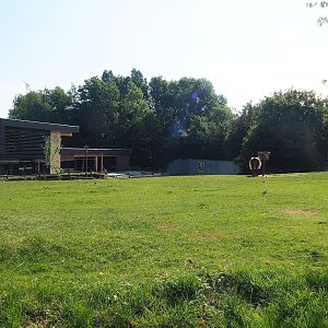 New entrance building and Lakenvelder cattle paddock, 2023-07-18