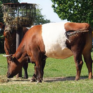 Lakenvelder cattle (Bos taurus), 2023-07-18