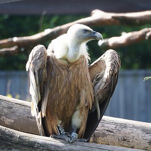 Western Eurasian griffon vulture (Gyps fulvus fulvus), 2023-07-18
