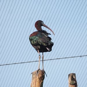 Glossy ibis (Plegadis falcinellus), 2023-07-18