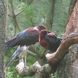 Glossy ibises (Plegadis falcinellus), 2023-07-18