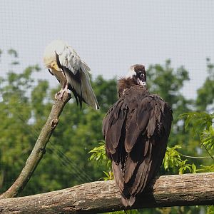 Western Egyptian vulture (Neophron percnopterus percnopterus) and Cinereous vulture (Aegypius monachus), 2023-07-18