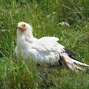 Western Egyptian vulture (Neophron percnopterus percnopterus), 2023-07-18